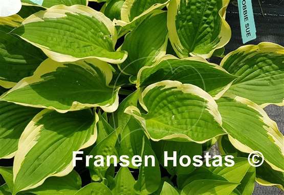 Hosta Bobbie Sue