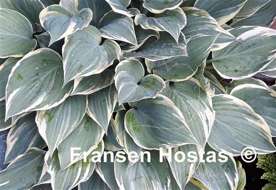 Hosta Bobbie Sue
