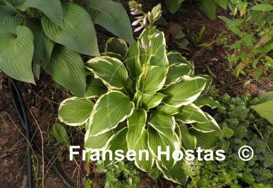 Hosta Bobbie Sue