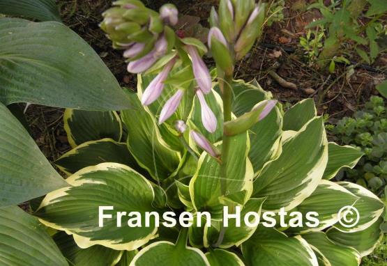 Hosta Bobbie Sue