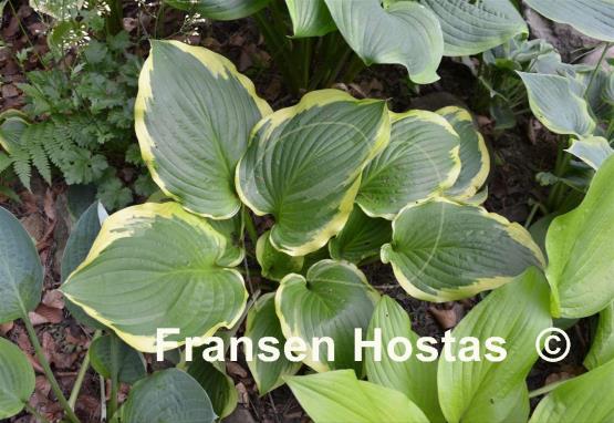 Hosta Bobbie Sue