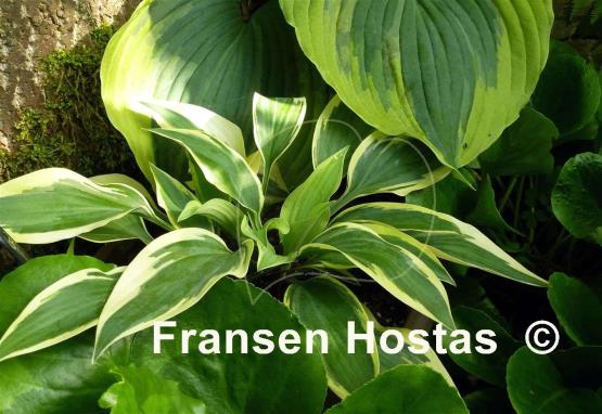 Hosta Bobcat