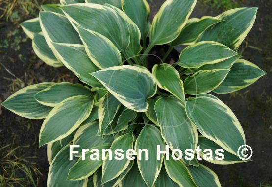Hosta Bobcat