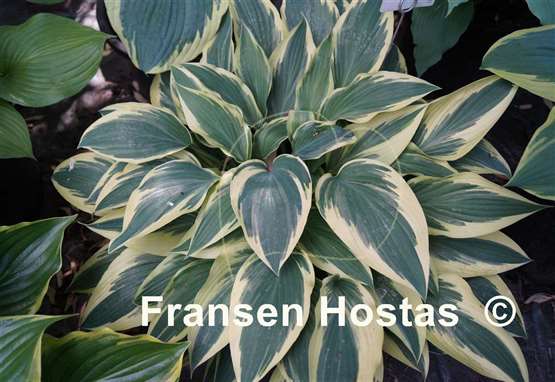 Hosta Bobcat