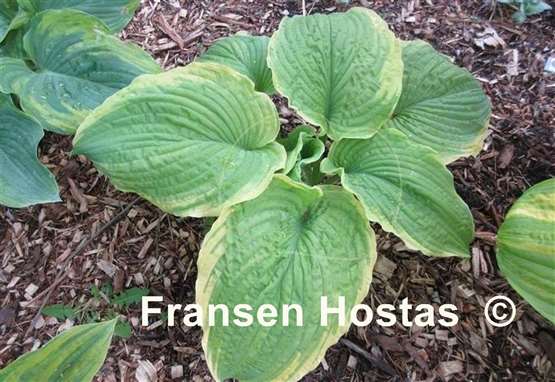 Hosta Bodice Ripper