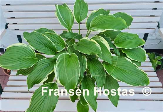 Hosta Bogie and Bacall 