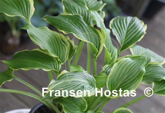 Hosta Bogie and Bacall