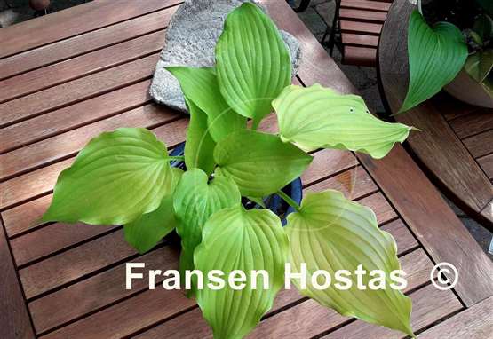 Hosta Bohemia Yellow Corvette