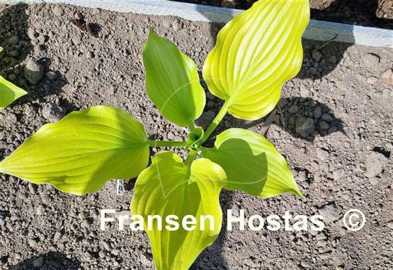 Hosta Bohemia Yellow Corvette
