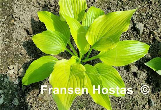 Hosta Bohemia Yellow Corvette