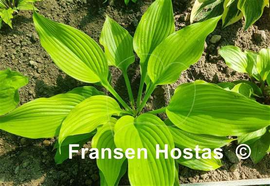 Hosta Bohemia Yellow Corvette