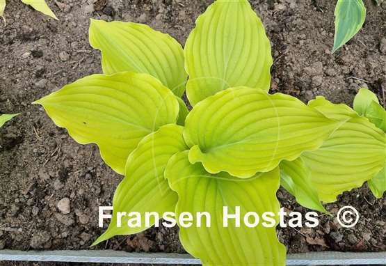 Hosta Bohemia Yellow Corvette