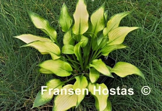 Hosta Bohemia Desert Border