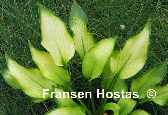 Hosta Bohemia Desert Border