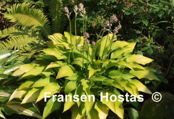 Hosta Bohemia Desert Border