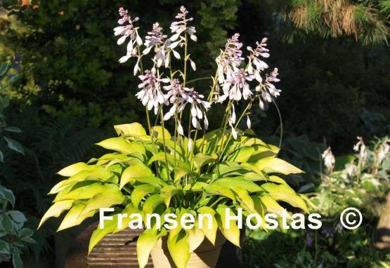 Hosta Bohemia Desert Border