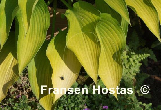 Hosta Bohemia Desert Border