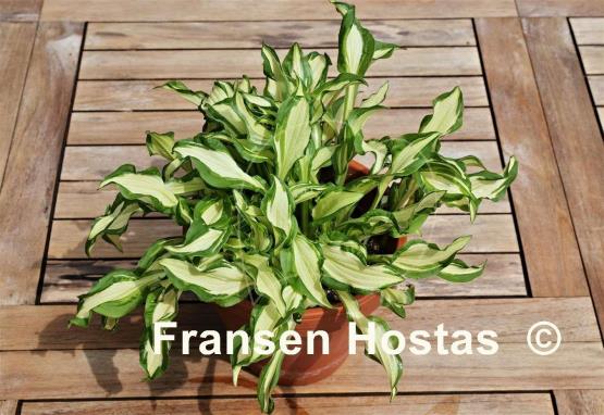 Hosta Bohemia Fatty Manzo