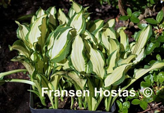 Hosta Bohemia Fatty Manzo