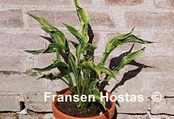 Hosta Bohemia Praying Clown