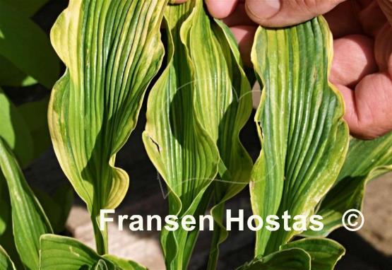 Hosta Bohemia Praying Clown