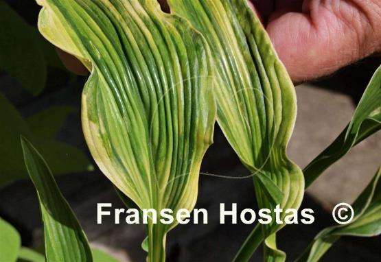 Hosta Bohemia Praying Clown