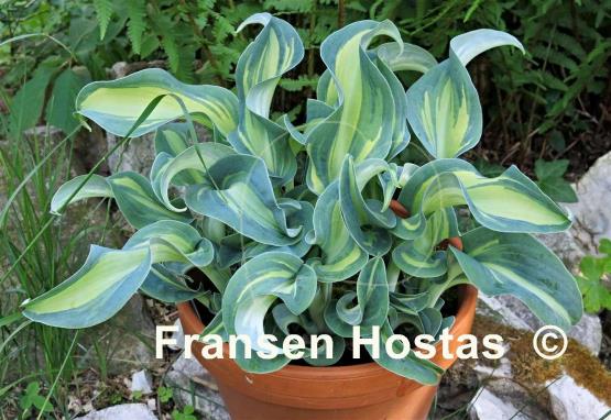 Hosta Bohemia Ripple Blue Effect