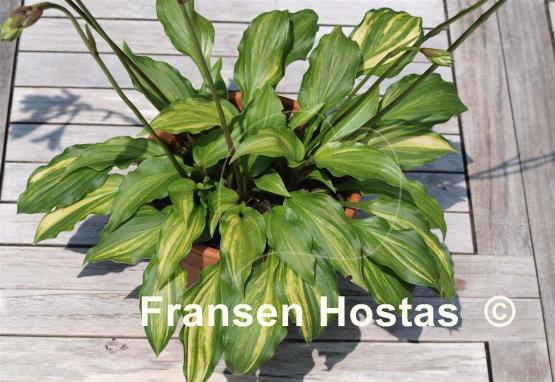 Hosta Bohemia Salamander