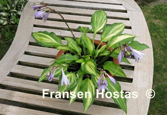 Hosta Bohemia Salamander