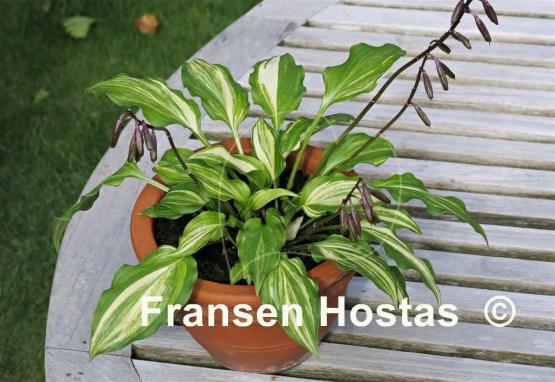 Hosta Bohemia Salamander