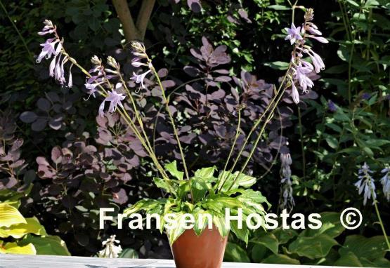 Hosta Bohemia Salamander