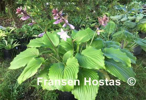 Hosta Bohemian Queen
