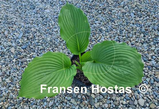Hosta Bohemian Queen