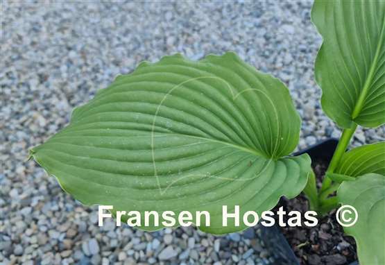 Hosta Bohemian Queen