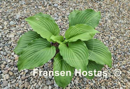 Hosta Bohemian Queen