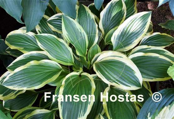 Hosta Bold Ribbons