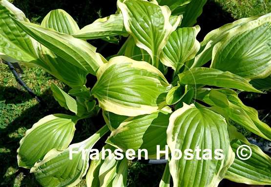 Hosta Bold Ribbons