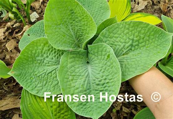 Hosta Bold and Brassy