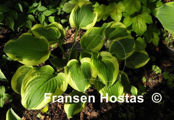 Hosta Bold Edger