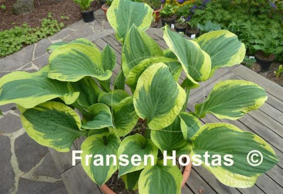 Hosta Bold Edger