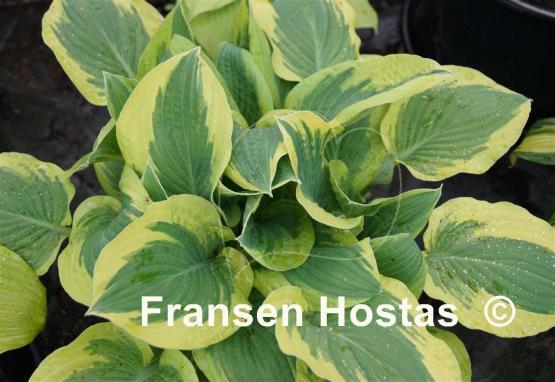 Hosta Bold Edger