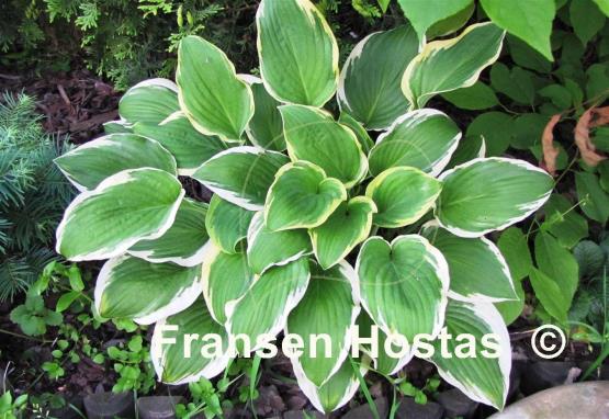 Hosta Bold Edger