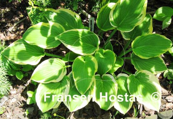 Hosta Bold Edger
