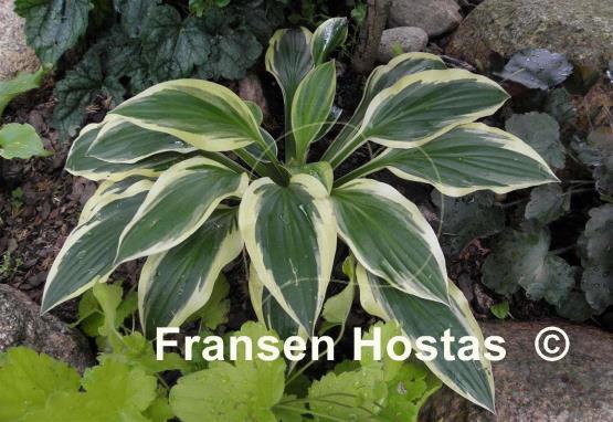 Hosta Bold Ribbons