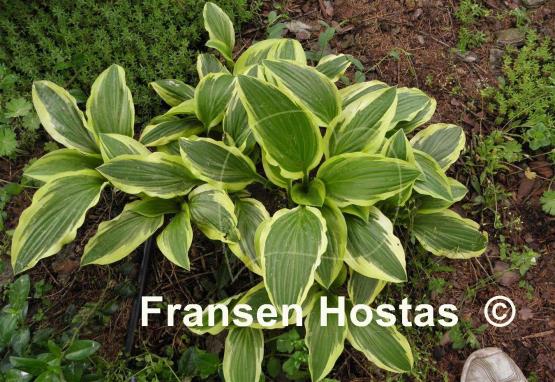 Hosta Bold Ribbons