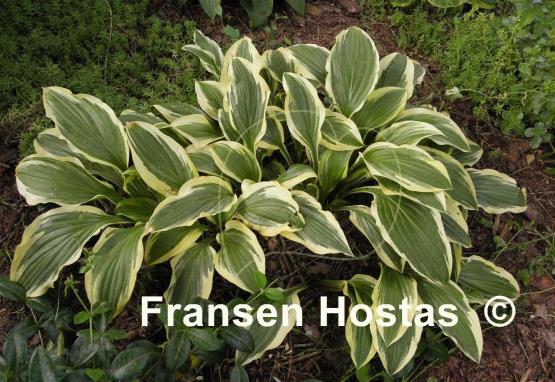 Hosta Bold Ribbons