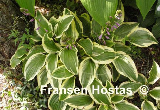 Hosta Bold Ribbons