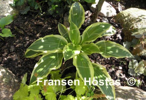 Hosta Bold Ribbons