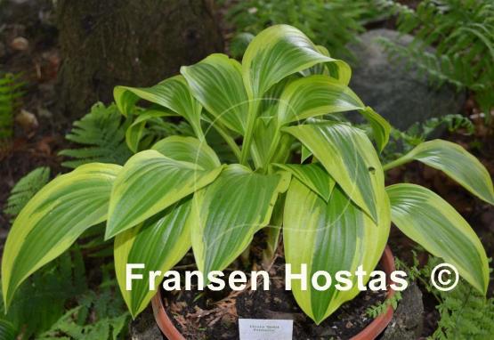 Hosta Bold Ribbons