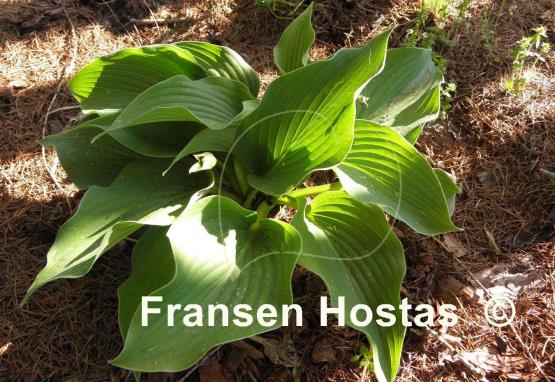 Hosta Bonanza